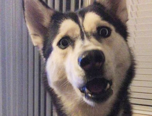 轰炸电话在线使用