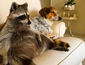 手机号测压在线平台