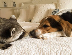 云呼死你轰炸免费网页平台