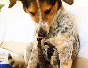 电话在线轰炸测试